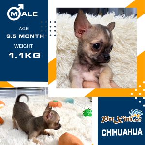 Chihuahua 3