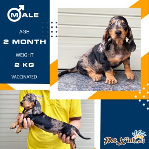 Dachshund (chó lạp xưởng) 16