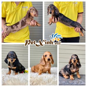 Dachshund (chó lạp xưởng) 12