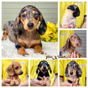 Dachshund (chó lạp xưởng) 2