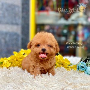 Chó Poodle 28