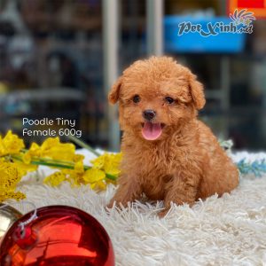 Chó Poodle 32
