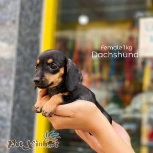 Dachshund (chó lạp xưởng) 9