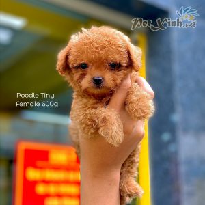 Chó Poodle 21