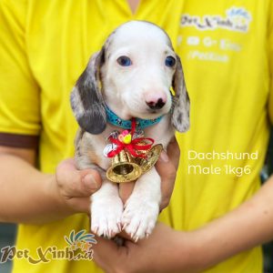 Dachshund (chó lạp xưởng) 13