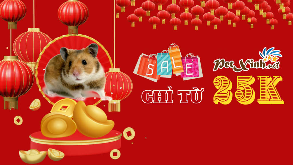 khuyến mãi hamster tại Petxinh tết 2022