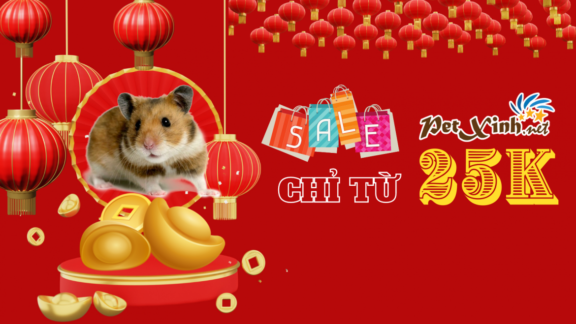 Hamster Sale Tết chỉ còn từ 25K 1 khuyến mãi hamster tại Petxinh tết 2022