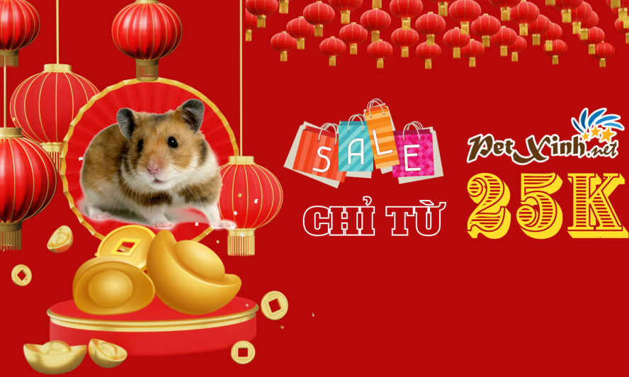 khuyến mãi hamster tại Petxinh tết 2022