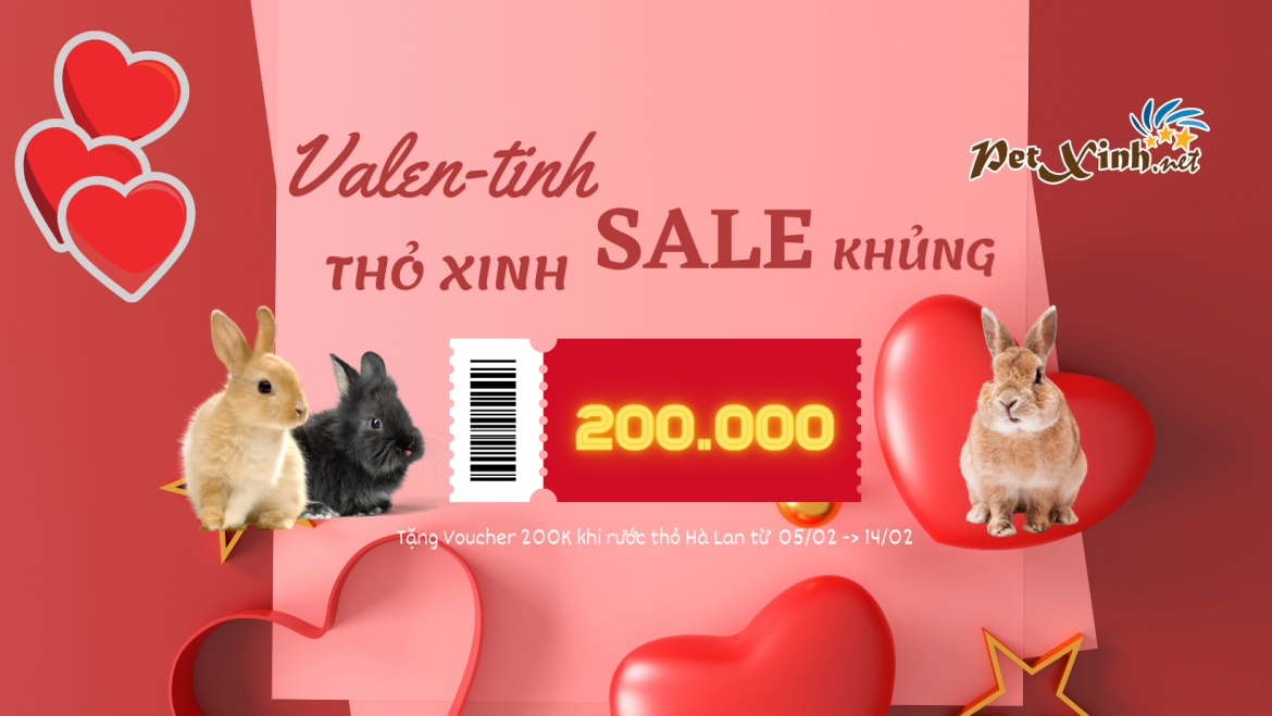 Valentine Thỏ Xinh Sale Khủng 1 khuyến mãi valentine khi mua thỏ Hà Lan tại PetXinh