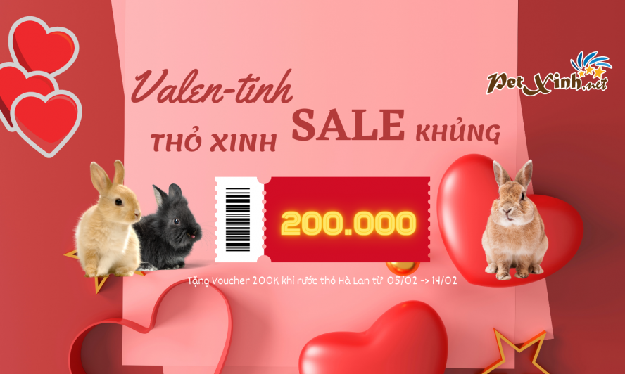 khuyến mãi valentine khi mua thỏ Hà Lan tại PetXinh
