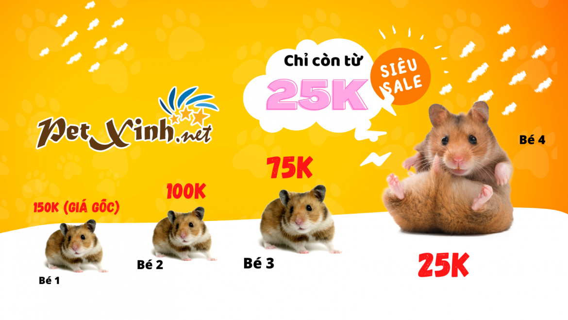 Chuột Hamster Bear siêu khuyến mãi chỉ còn từ 25K 1 chuột hamster bear siêu rẻ chỉ từ 25k
