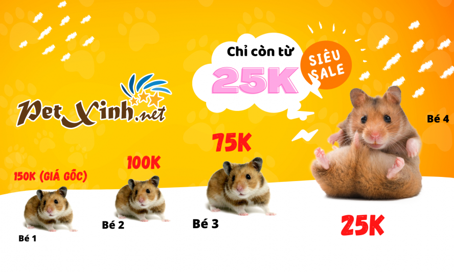 chuột hamster bear siêu rẻ chỉ từ 25k