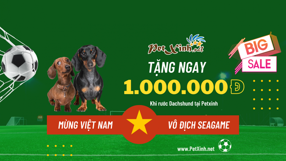 Tặng ngay 1.000.000Đ khi rước Dachshund 1 Mừng Việt Nam vô địch seagame 31 petxinh tặng khách hàng 1 triệu đồng