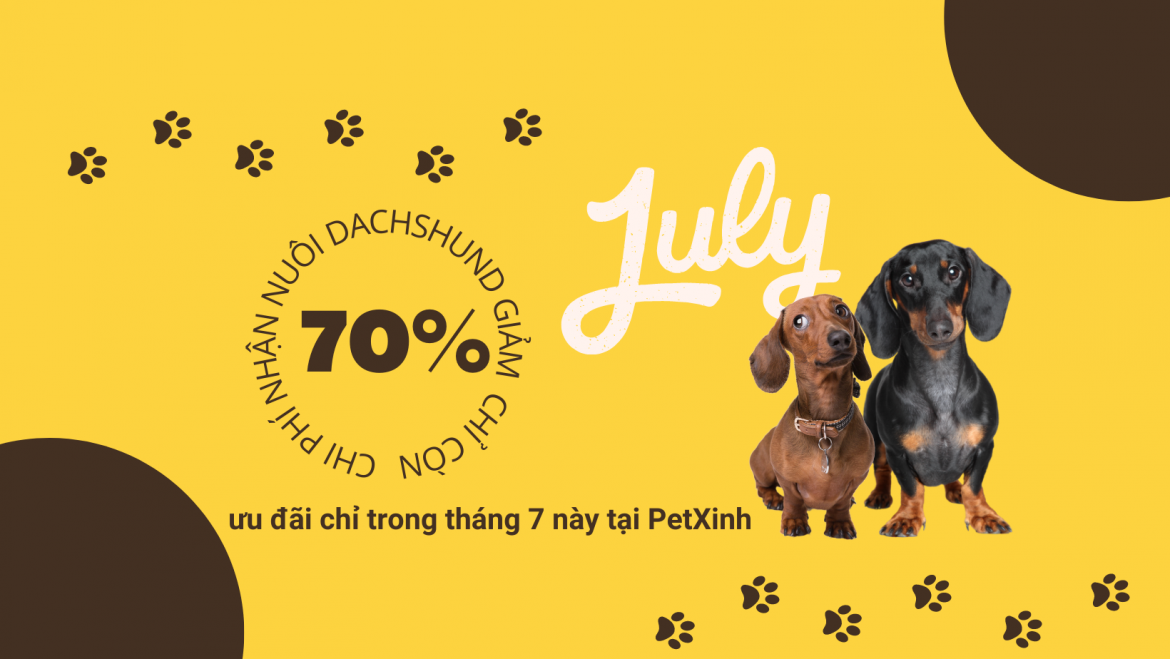 Rước Dachshund chỉ còn 70% chi phí 1 PetXinh khuyến mãi Dachshund giảm giá rẻ nhất thị trường