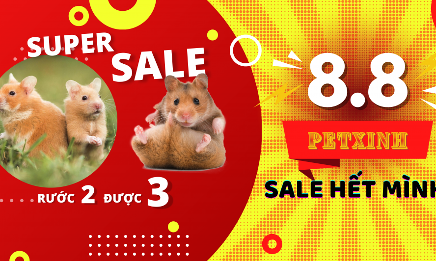 sale hamster bear giá rẻ