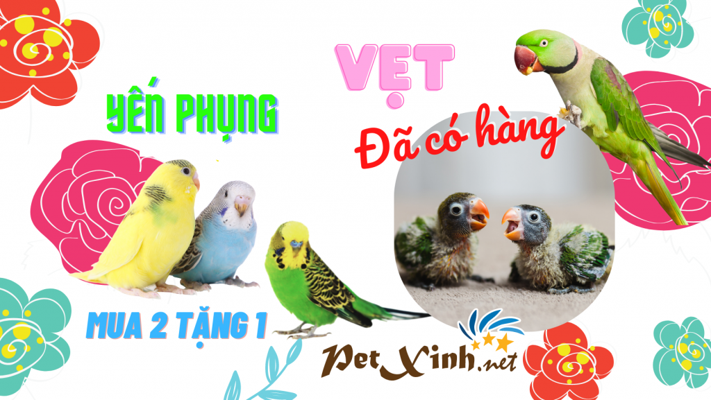 vẹt ngực hồng petxinh