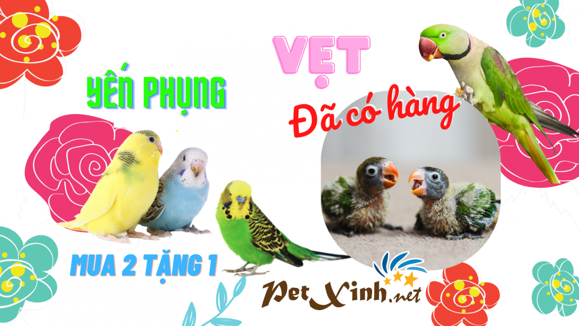 Mùa "VẸT" sặc sỡ - Ưu đãi rực rỡ 1 vẹt ngực hồng petxinh