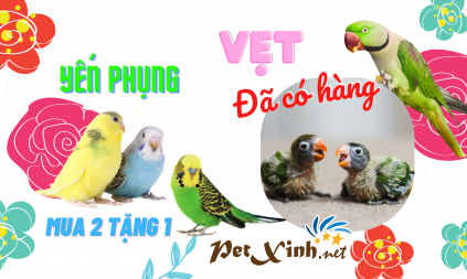 vẹt ngực hồng petxinh