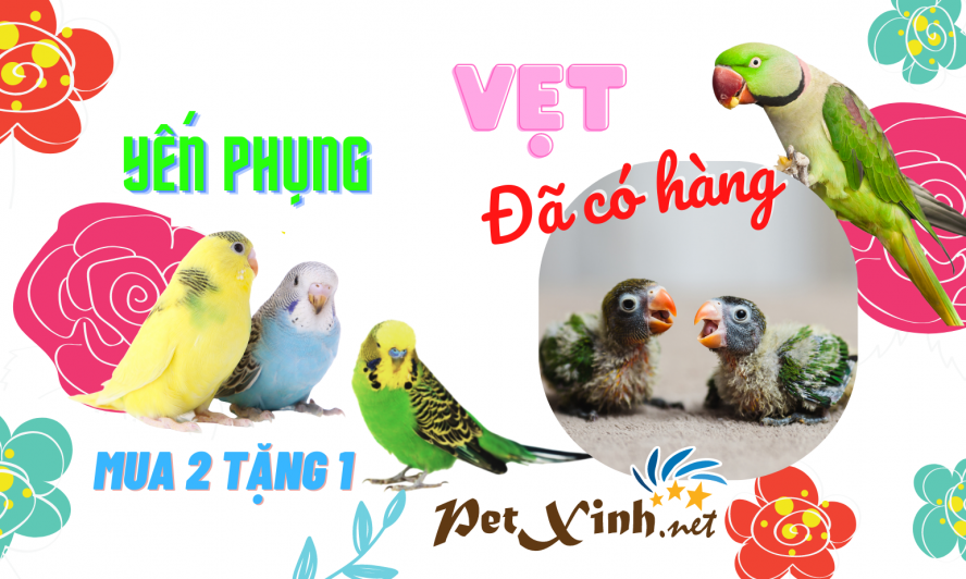 vẹt ngực hồng petxinh