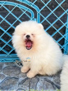 Chó Pomeranian (Pom, fox sóc, phốc) siêu mini 32