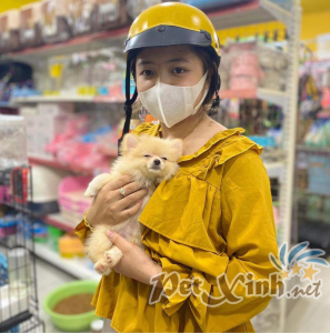 Chó Pomeranian (Pom, fox sóc, phốc) siêu mini 26