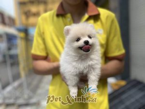 Chó Pomeranian (Pom, fox sóc, phốc) siêu mini 33