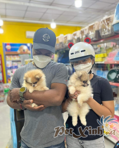 Chó Pomeranian (Pom, fox sóc, phốc) siêu mini 28