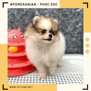 Chó Pomeranian (Pom, fox sóc, phốc) siêu mini 25