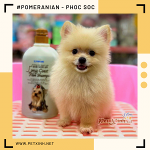 Chó Pomeranian (Pom, fox sóc, phốc) siêu mini 36