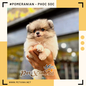 Chó Pomeranian (Pom, fox sóc, phốc) siêu mini 34