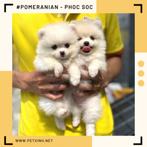 Chó Pomeranian (Pom, fox sóc, phốc) siêu mini 27