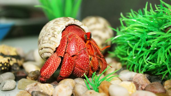 ốc mượn hồn