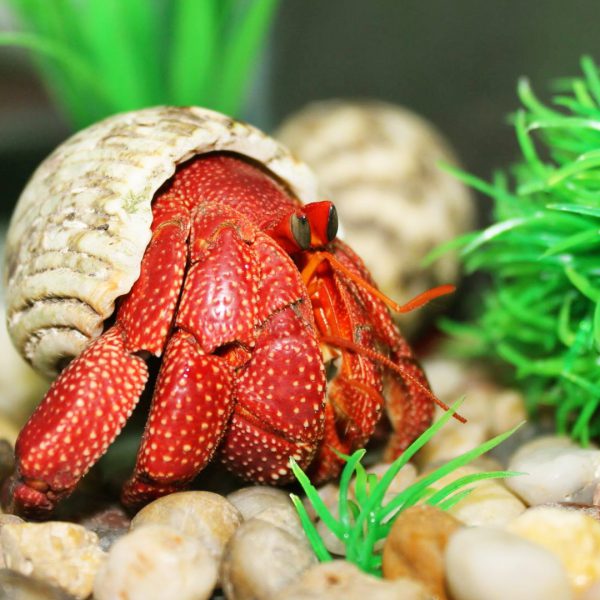 ốc mượn hồn