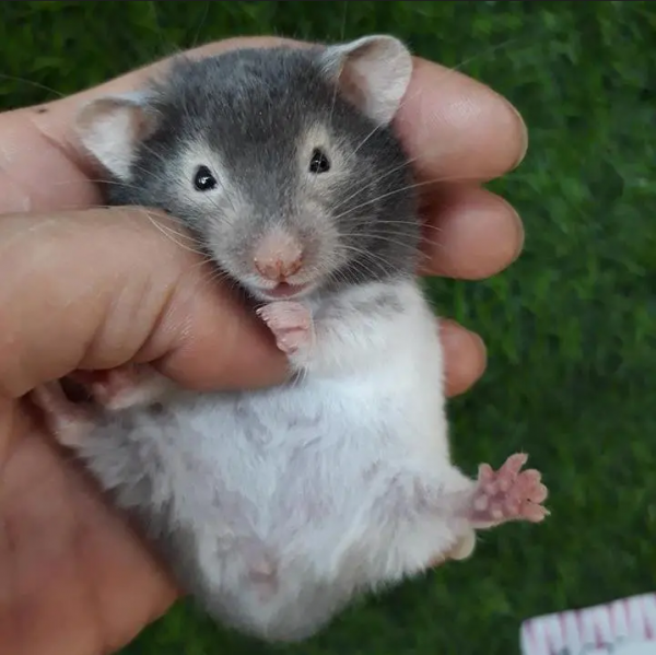 hamster mặt nạ đốm