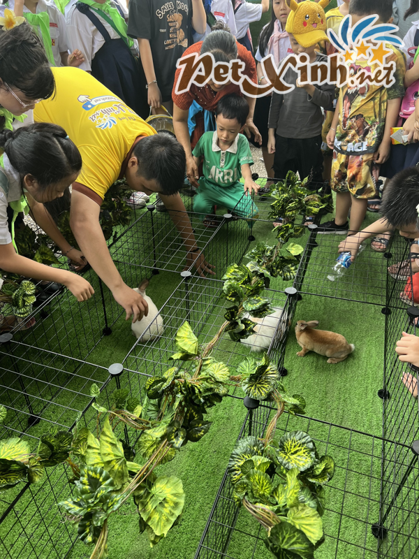 Hình ảnh buổi offline thỏ 02/06 tại PetXinh 23