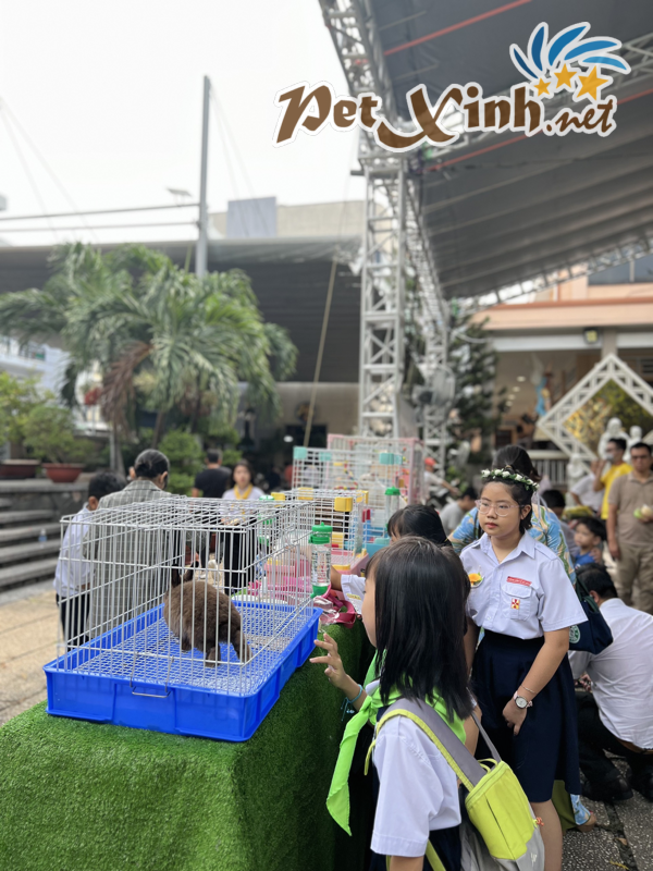 Hình ảnh buổi offline thỏ 02/06 tại PetXinh 26
