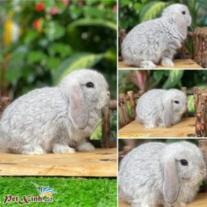 Thỏ tai cụp Minilop 28