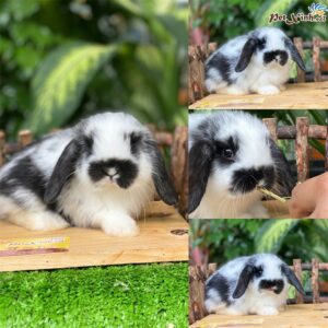 Thỏ tai cụp Minilop 16