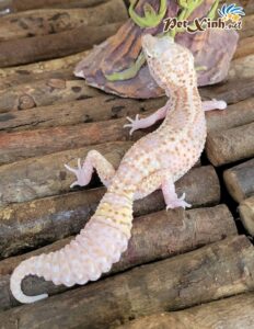 Thằn Lằn Da Báo (Leopard Gecko) 1