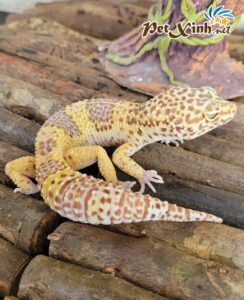 Thằn Lằn Da Báo (Leopard Gecko) 3