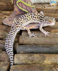 Thằn Lằn Da Báo (Leopard Gecko) 2