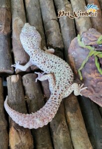 Thằn Lằn Da Báo (Leopard Gecko) 4