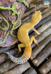 Thằn Lằn Da Báo (Leopard Gecko) 5