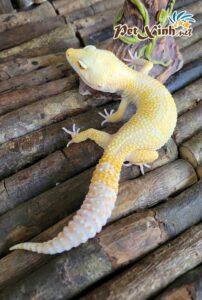 Thằn Lằn Da Báo (Leopard Gecko) 6