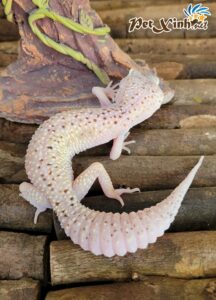 Thằn Lằn Da Báo (Leopard Gecko) 7