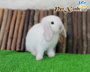 Thỏ tai cụp Minilop 27