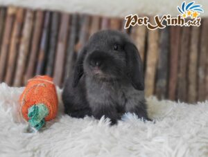 Thỏ tai cụp Minilop 24
