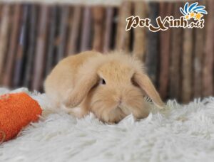 Thỏ tai cụp Minilop 17