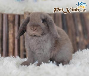 Thỏ tai cụp Minilop 21