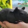 Bọ Ú Hà Mã Mini (Bọ Ú Không Lông) 3